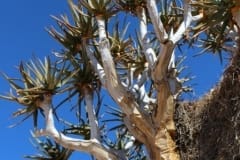 The Augrabies Park ‘Quiver Trees’ (2)