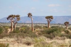 The Augrabies Park ‘Quiver Trees’ (4)