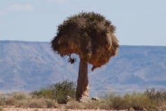 The Augrabies Park ‘Quiver Trees’ (6)