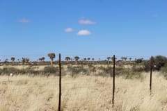 The Augrabies Park ‘Quiver Trees’ (8)